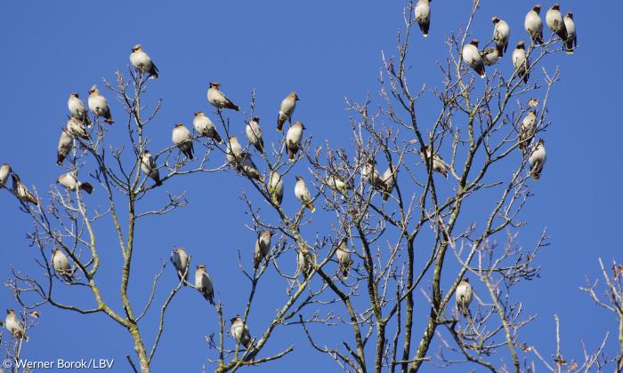 Seidenschwanztrupp auf Baum