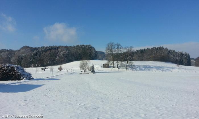 Rimsting im Schnee