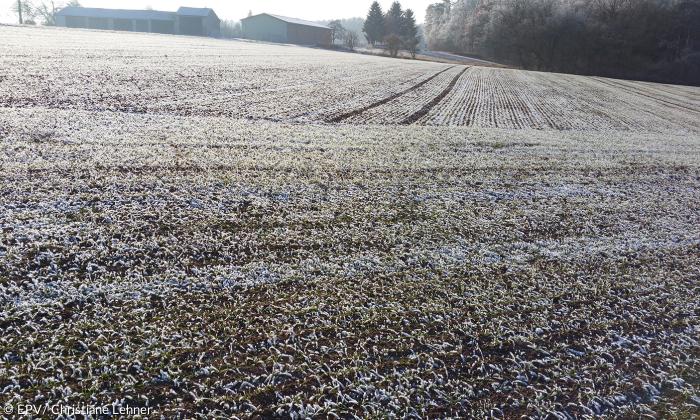 Feld mit Rauhreif