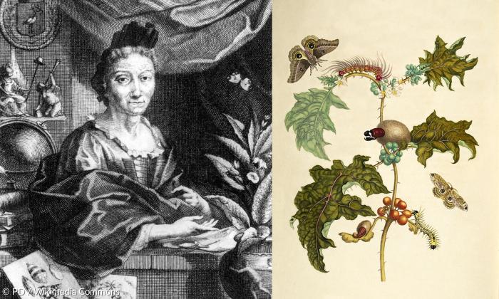 Links Maria Sibylla Merian um 1700: Kupferstich von Jakob Houbraken nach einem Porträt des Schweizer Barockmalers Georg Gsell (1673-1740). Rechts eines ihrer Blätter über die Schmetterlingswelt Surinams.