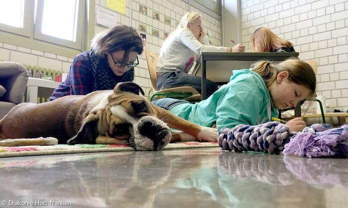 Die Schulbesuchshündin Milo an der Hofer Bonhoefferschule.