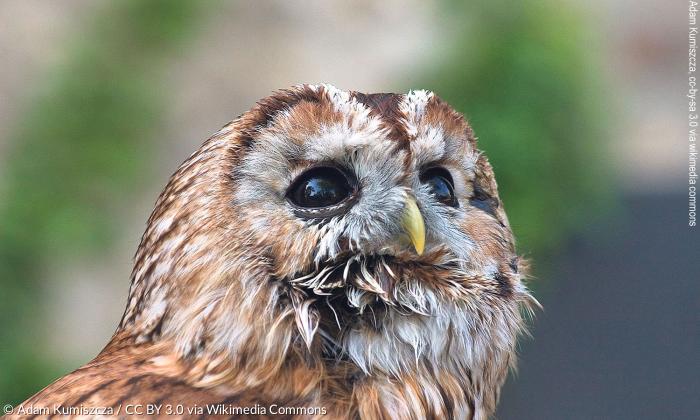 Porträt eines Waldkauzes (Strix aluco), gut zu erkennen sind die zwei weißlichen Farbstriche am oberen Ende des Gesichtsschleiers.