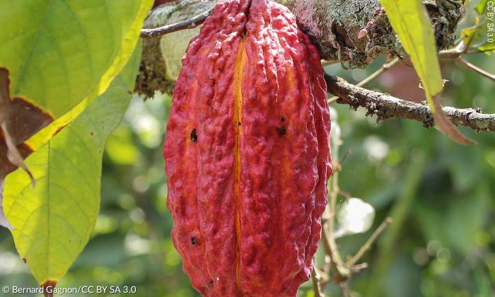 Theobroma Kakaofrucht, Ecuador