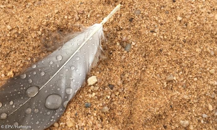 Feder auf Sand