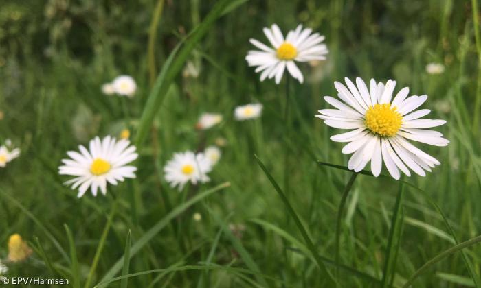 Gänseblümchen auf der Wiese
