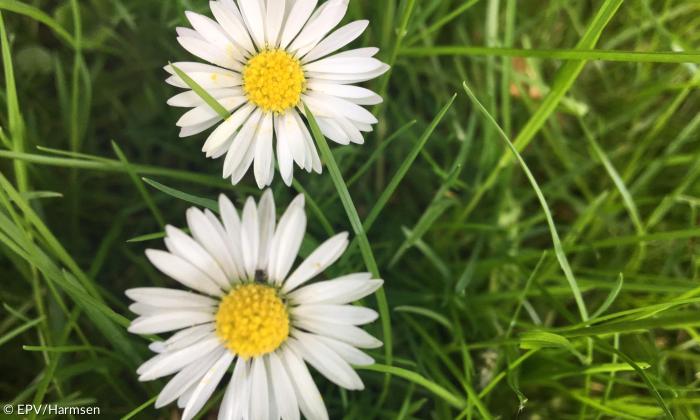 Gänseblümchen auf der Wiese