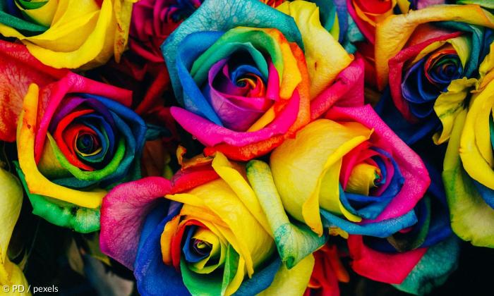 Ehe für Alle - bunte Rosen 