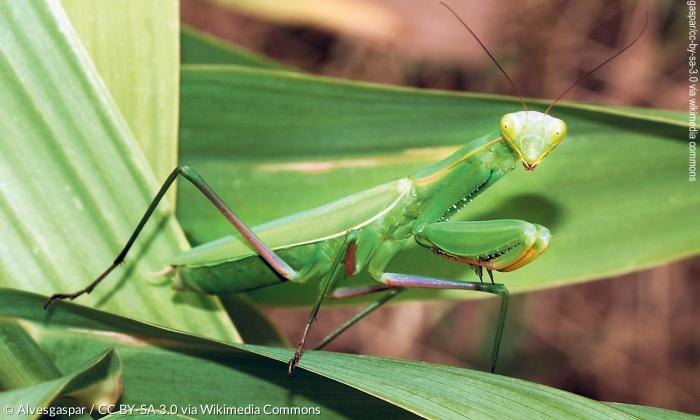 Gottesanbeterin (Mantis religiosa).