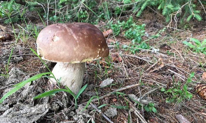 Pilze sammeln: Steinpilz 