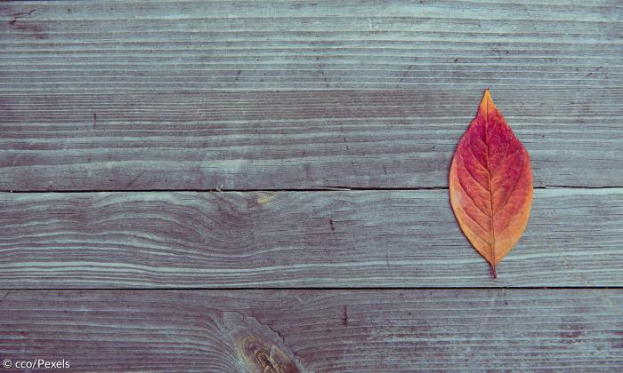 Herbst: Blatt auf einem Holz