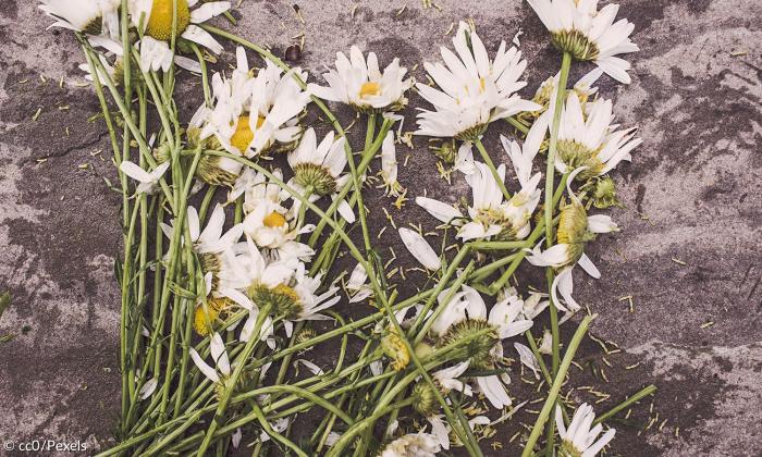 Tod Sterben Blumen Boden