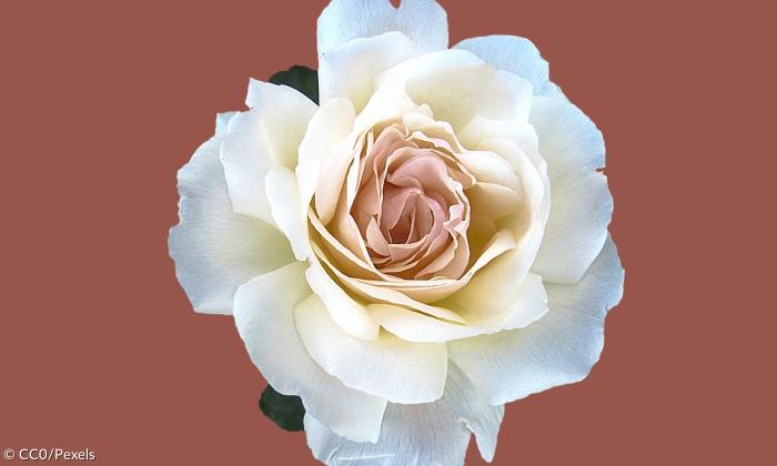 Weiße Rose