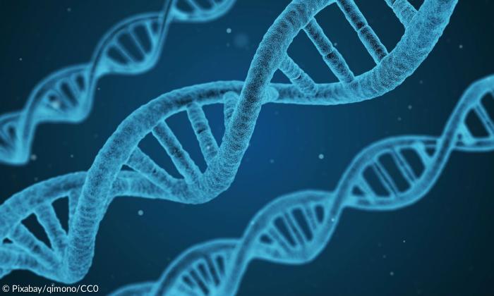 In der DNA sind alle Erbinformationen eines Menschen gespeichert.