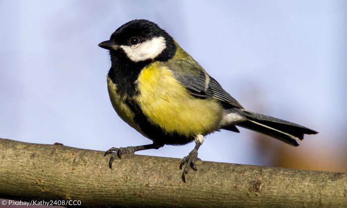 Die Kohlmeise landete bei der Vogelzählung im Winter 2017 auf dem vierten Platz.Kohlmeise
