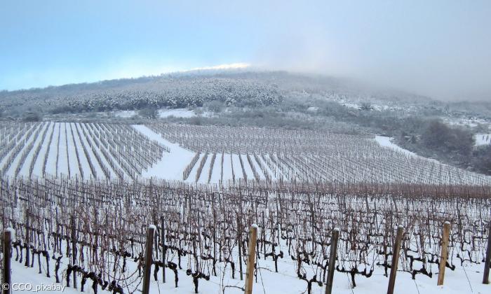 Weinberg im Winter