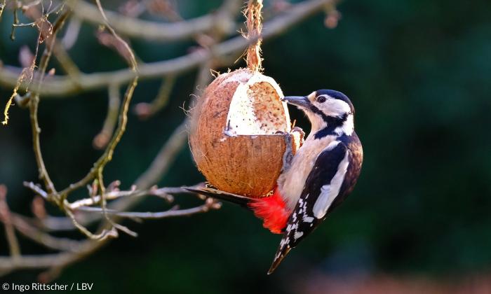 Über gute Witterungsbedingungen für Borkenkäfer freute sich dagegen eine andere Vogelart: Die Spechte sind dank ausreichend Nahrung wieder auf dem Vormarsch.