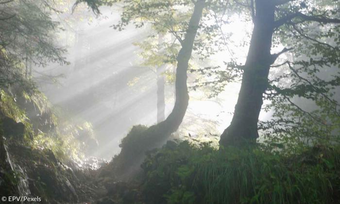 Wald und Lichtung mit Lichtstrahl und Nebel