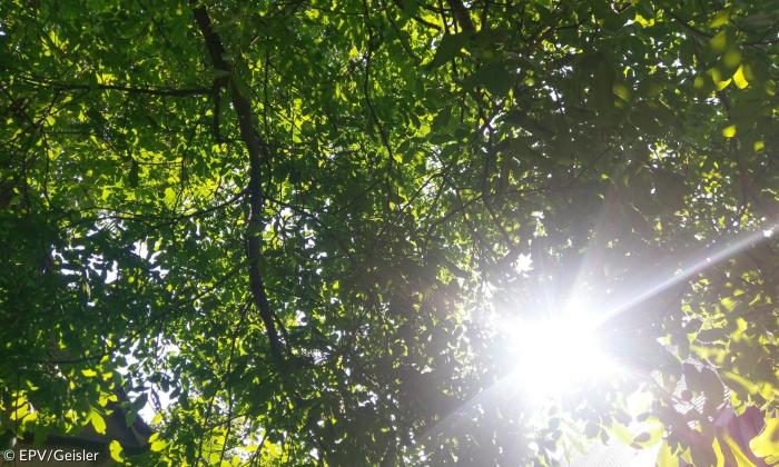 Baum Sonne Garten