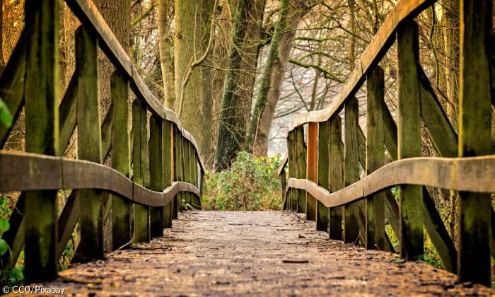 Brücke im Wald
