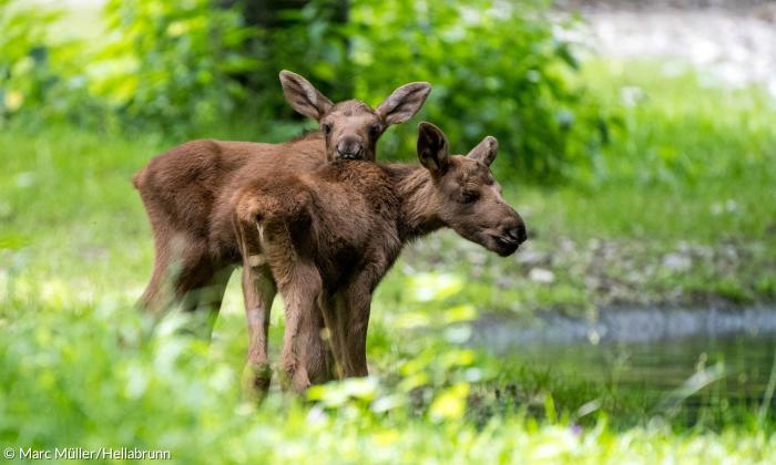 Elchbabys im Tierpark Hellabrunn
