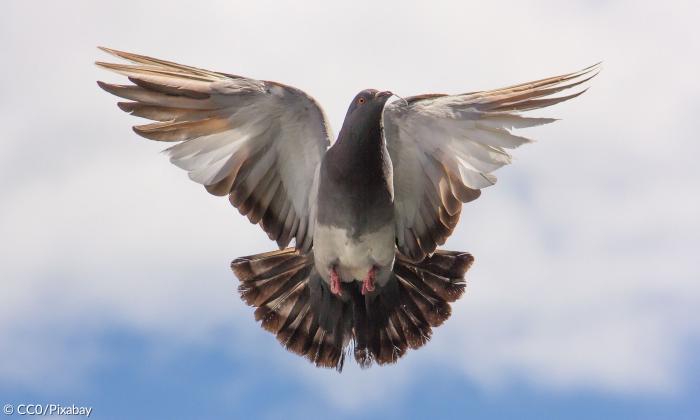 Taube Flug in die Freiheit