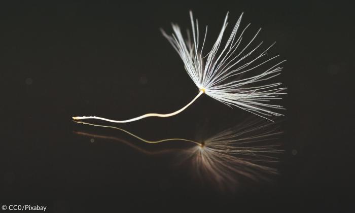 Pusteblume mit schwarzem Hintergrund