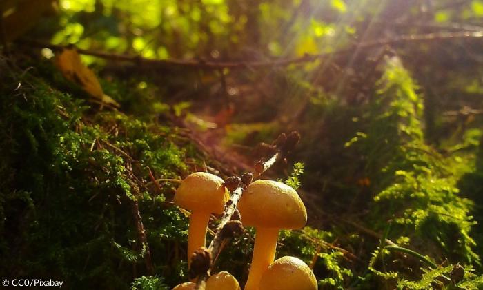 Pilze Wald Bayern