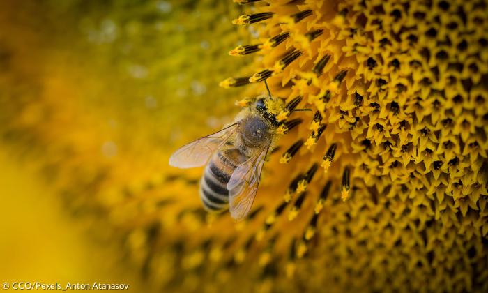 Biene an einer Blume