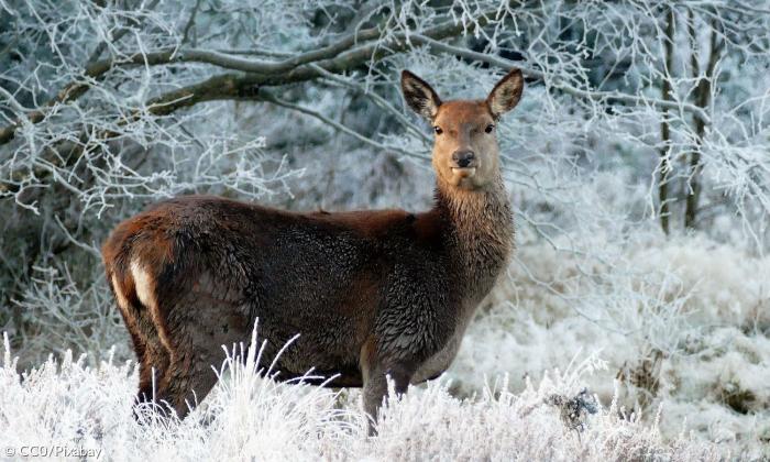 Reh im Winter