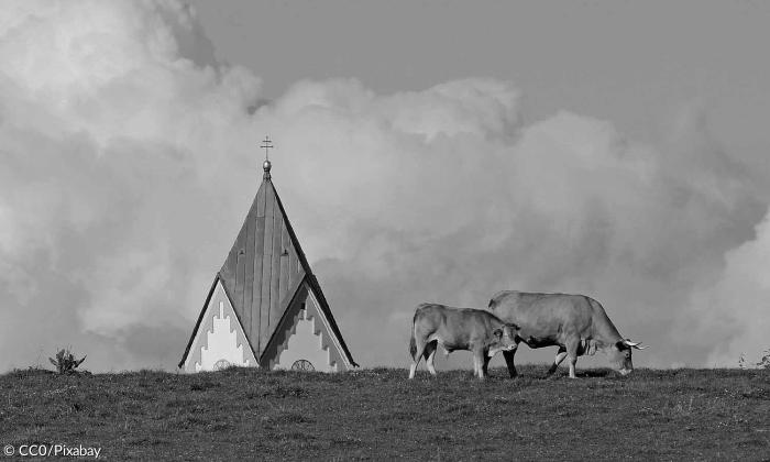 Kirche Kuh Landschaft
