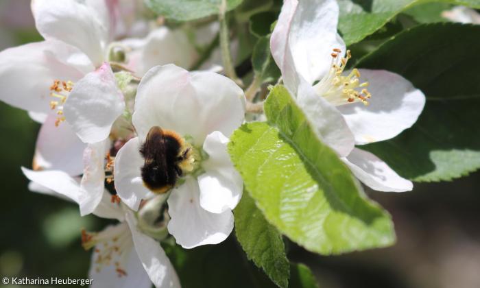 Wiesenhummel in Apfelblüte