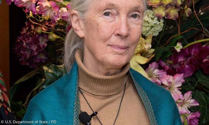 Umweltaktivistin Jane Goodall