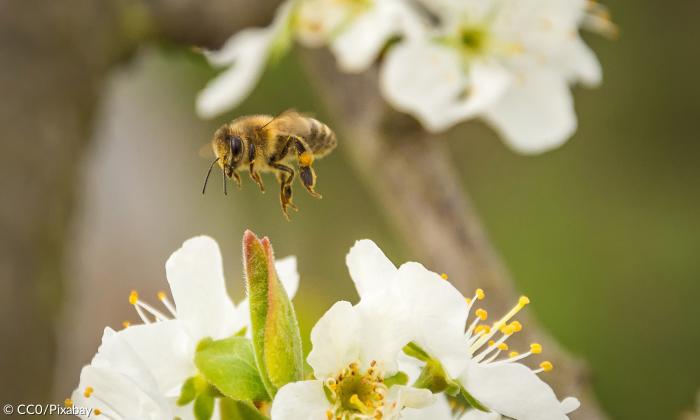 Biene fliegt zur offenen Blüte