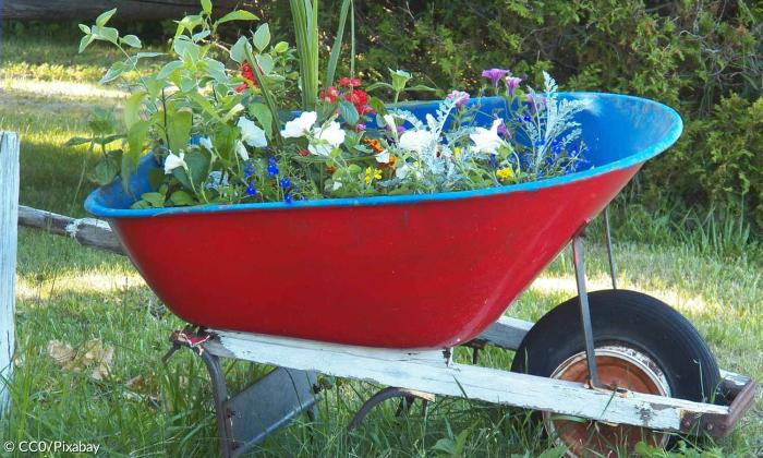 junge Blumenpflanzen im Schubkarren 