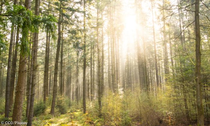 Licht im Wald