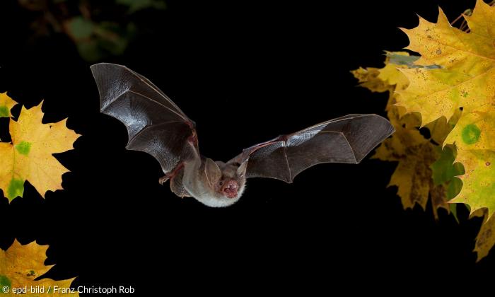 Fledermaus bei Nacht Symbol
