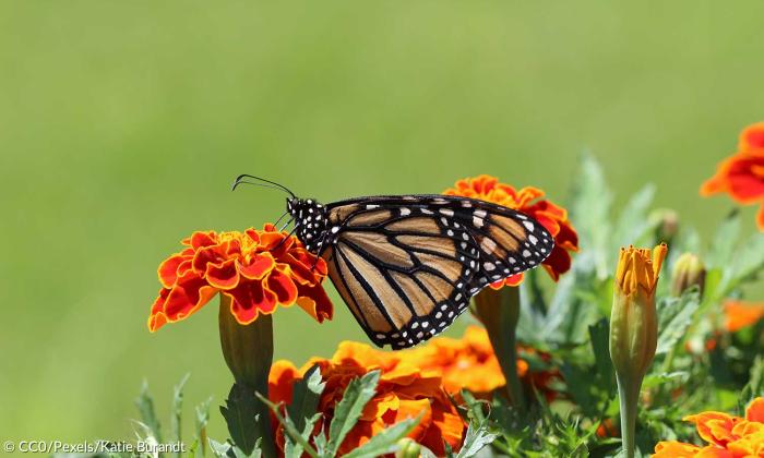 Schmetterling Insekt Insekten Tier Blume Aussterben