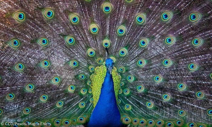 Der blaue Pfau ist das Symbol der Jesiden