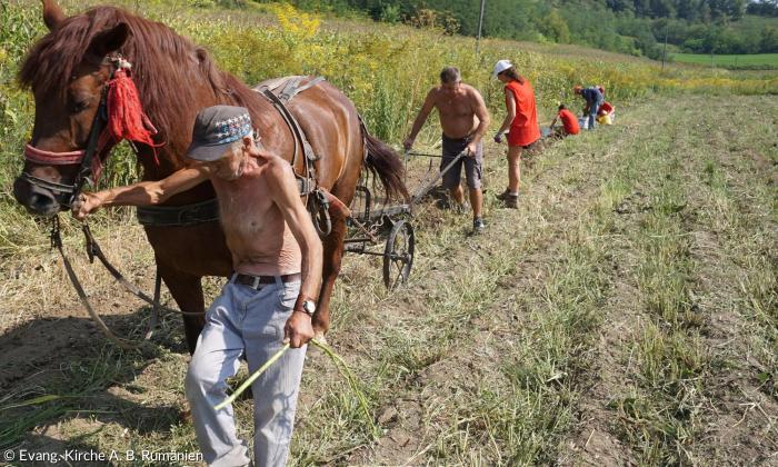 Landwirtschaft Rumänien Hetzeldorf