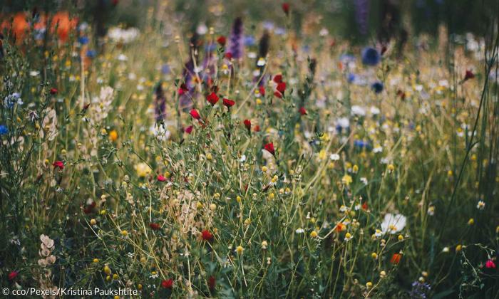 Artenschutz Blumenwiese