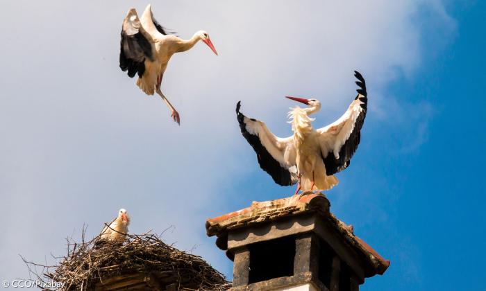 Storch Nest