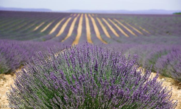 Lavendel Provence Arzneipflanze des Jahres 2020 Symbol