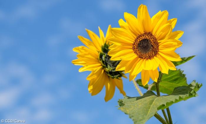 Zwei Sonnenblumen