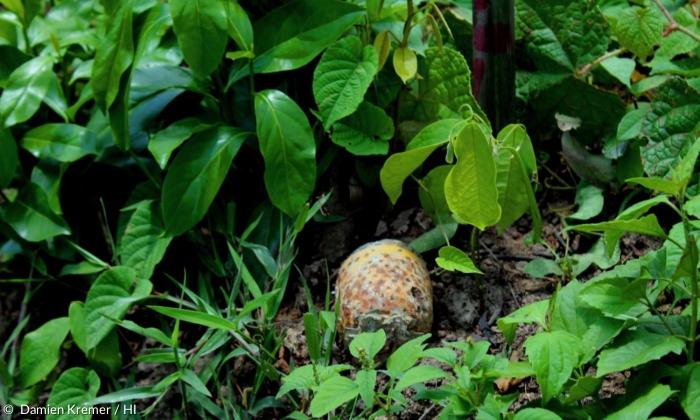 Tödliche Gefahr: Nahaufnahme einer Streubombe auf einem Feld in Laos
