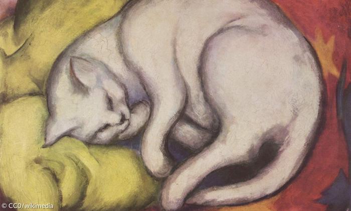 Kater auf gelbem Kissen