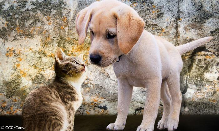 Eine Katze und ein Hund spielen miteinander