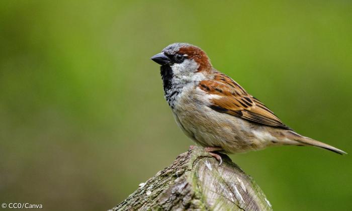 Ein Spatz sitzt auf einem Baumstumpf