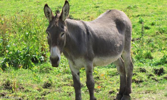 Ein Esel auf der grünen Wiese