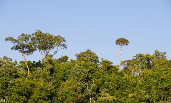 Regenwald Brasilien