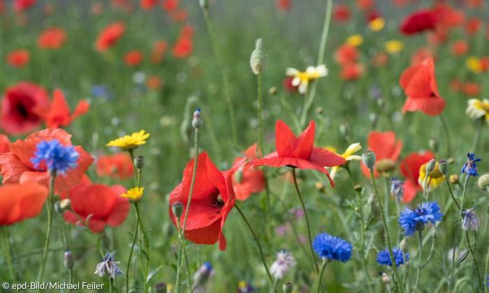 Rote, gelbe und blaue Blumen auf einer Wiese